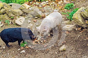 Pink and black pigs run in the mud, Austria