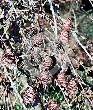 Pink and Black Small Conifer Cones
