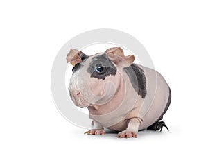 Pink with black spots skinny pig on white