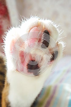 Pink and black and white skin on the cat`s foot