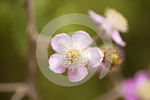 Pink blackberry flower photo