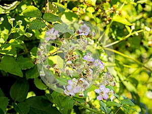 pink blackberry flowers and unripe blackberries ( Bramble - Rubus ulmifolius) with blurred background