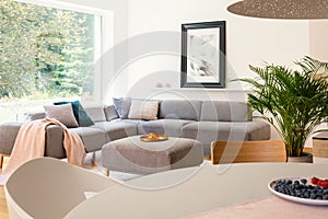 Pink blanket on grey corner couch in open space interior with table and poster near window. Real photo