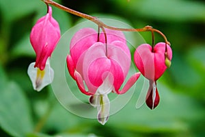 Pink Bleeding Heart Dicentra Blossoms in Spring