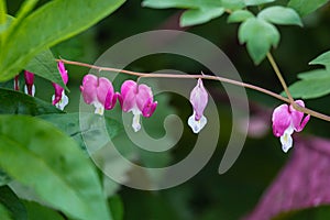 Pink bleeding-heart flower