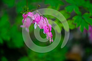 Pink bleeding heart flower in blossom