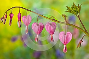 Pink Bleeding Heart Flowers photo