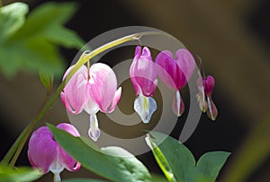 Pink Bleeding Heart Flowers