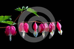 Pink bleeding heart flowers on black background