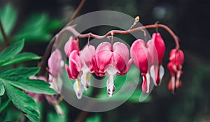 Pink bleeding heart flowers bloom in the spring