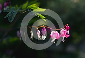 Pink bleeding heart flowers bloom in the spring