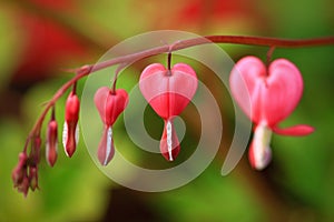 Pink bleeding heart garden plant with dropping heart shaped flowers