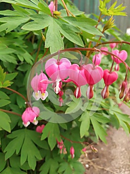 Pink Bleeding Heart Plant, Dicentra Spectabilis flowers