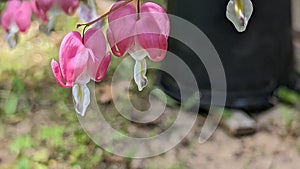 Pink Bleeding hearts flowers