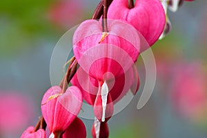 Pink Bleeding Hearts in the garden in springtime with green bokeh background