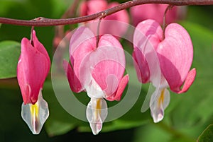 Pink bleeding hearts in spring