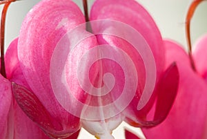 Pink bleeding heart in spring