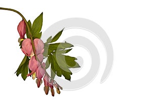 Bleeding Hearts on a white background