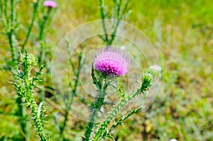 Pink Blessed milk thistle flowers, close up