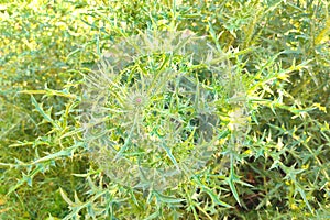 Pink Blessed milk thistle flowers, close up. Silybum marianum herbal remedy