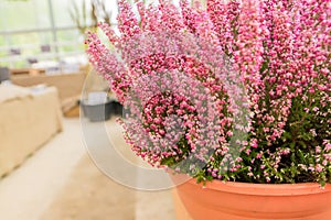 Pink bloming heather in clay pot. garden decoration