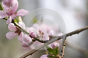 Pink bloom