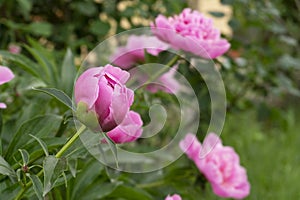 Pink bloom peonies flowers,heart shape with great details ,green background with bud peony,from garden