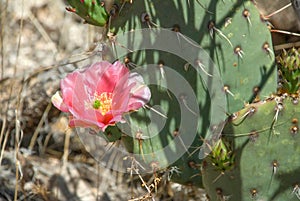 Pink Bloom on a Prickly Pear Cactus in Havasu Canyon