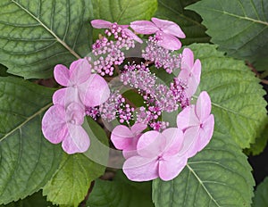 Pink bloom of `Twist and Shout` hydrangea macrophylla in the Fort Worth Botanic Garden, Texas.
