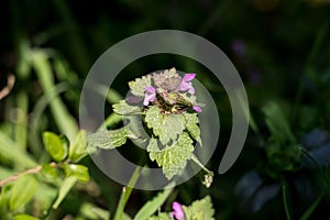 pink bloomin deadnettle