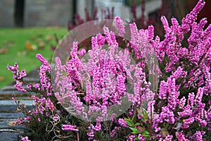 Pink blooming of the beautiful heather