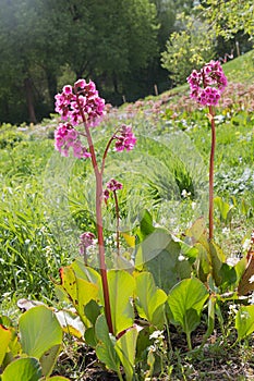 Pink blooming bergenia flower, in the park