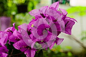 Pink blooming bougainvilleas