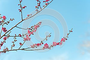 Pink blooming branches of Prunus mume Beni-chidori Tree