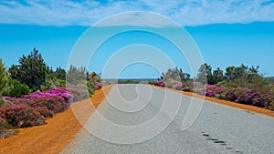 Pink blooming bushes next to the road in Western Australia next to Kalbarri