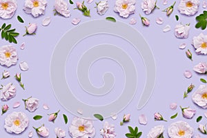 Pink blooming Celestial minden rose flowers frame border on pastel violet background photo