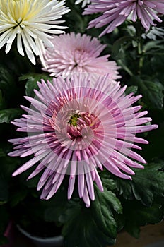 Pink blooming Chrysanthemum