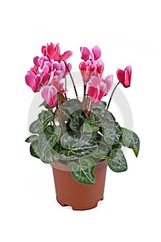 Pink blooming `Cyclamen Persicum` flowers in basket pot on white background photo