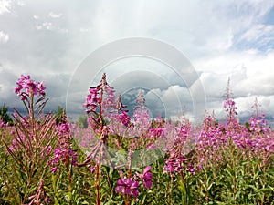 Pink blooming field of wild flowers of wilderness on the background of storm cloud sky and forest