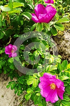 Pink blooming flowers of climbing Rosa canina shrub, commonly known as the dog rose or wild rose growing on dunes at the seaside.