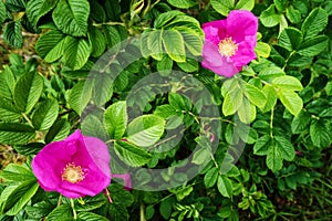 Pink blooming flowers of climbing Rosa canina shrub, commonly known as the dog rose or wild rose growing on dunes at the seaside.