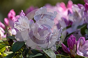 pink blooming flowers on a dark green rhododendron bush