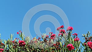 Pink blooming flowers, green leaves against a clear blue sky
