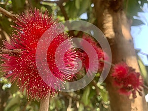 pink blooming flowers, from guava fruit or Syzygium malaccense