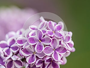 Pink Blooming Lilac Flowers in spring with blured background