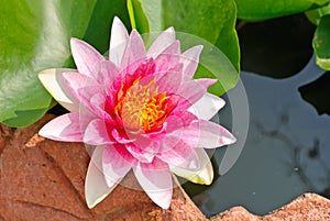 Pink blooming lotus flower