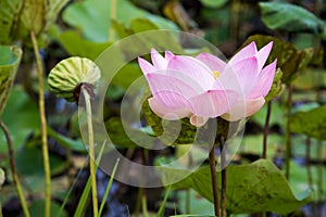 A pink blooming lotus in the pond