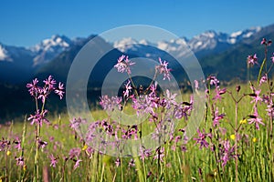 Lychnis flos-cuculi in mountainous landscape photo