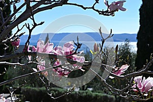 pink blooming magnolia on the sea cost.