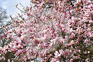 pink blooming magnolia tree